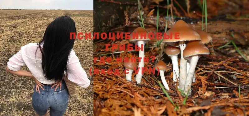 Псилоцибиновые грибы Magic Shrooms  Гусев 